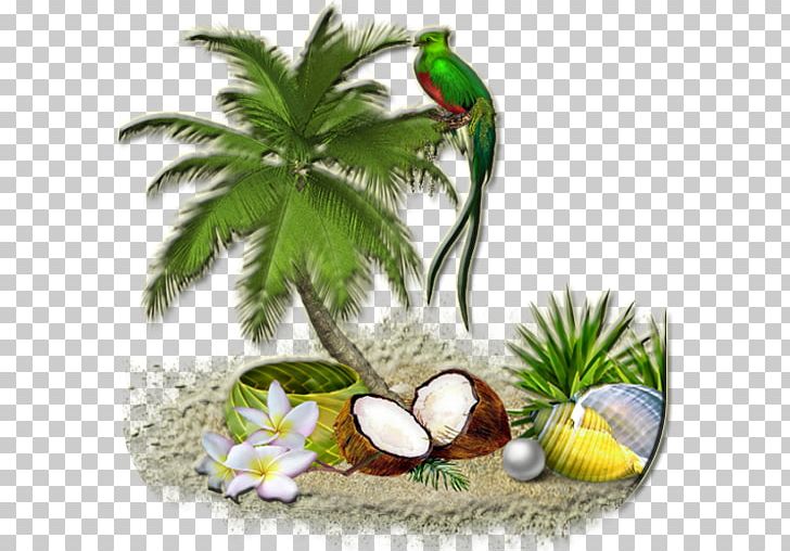 Arecaceae Coconut Tree PNG, Clipart, Arecaceae, Arecales, Coconut, Color, Desktop Wallpaper Free PNG Download
