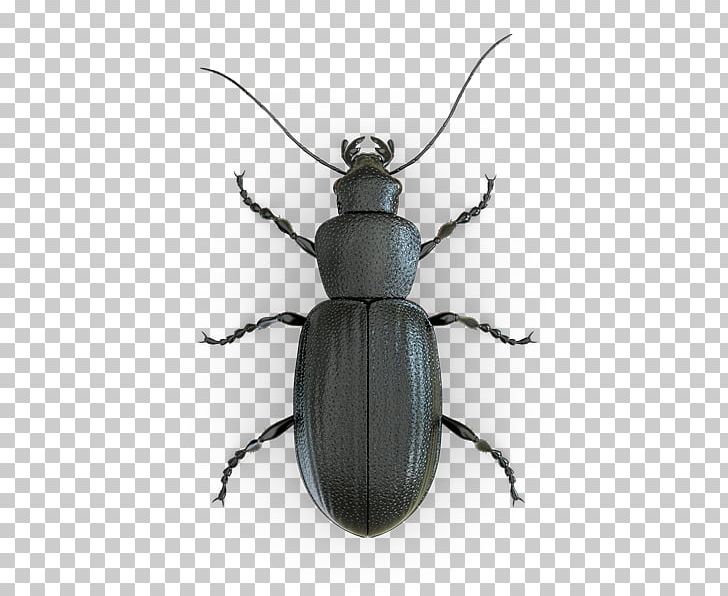 Beetle Cockroach Mosquito Ant Pest PNG, Clipart, American Cockroach, Animals, Ant, Arthropod, Baygon Free PNG Download
