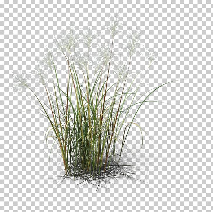 Herbaceous Plant Common Reed Grass 3D Computer Graphics Design PNG, Clipart, 3d Computer Graphics, 3d Modeling, Art, Chrysopogon, Chrysopogon Zizanioides Free PNG Download