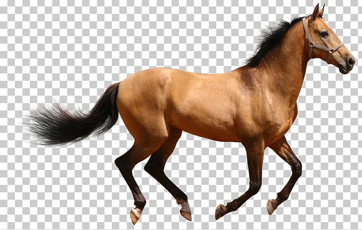 Horse PNG, Clipart, Animals, Bit, Bridle, Clipart, Equine Nutrition Free PNG Download