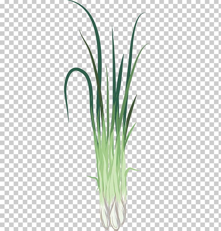 Chives Greenify Sweet Grass Plant Lemongrass PNG, Clipart, Allium , Aquarium, Aquarium Decor, Chives, Commodity Free PNG Download