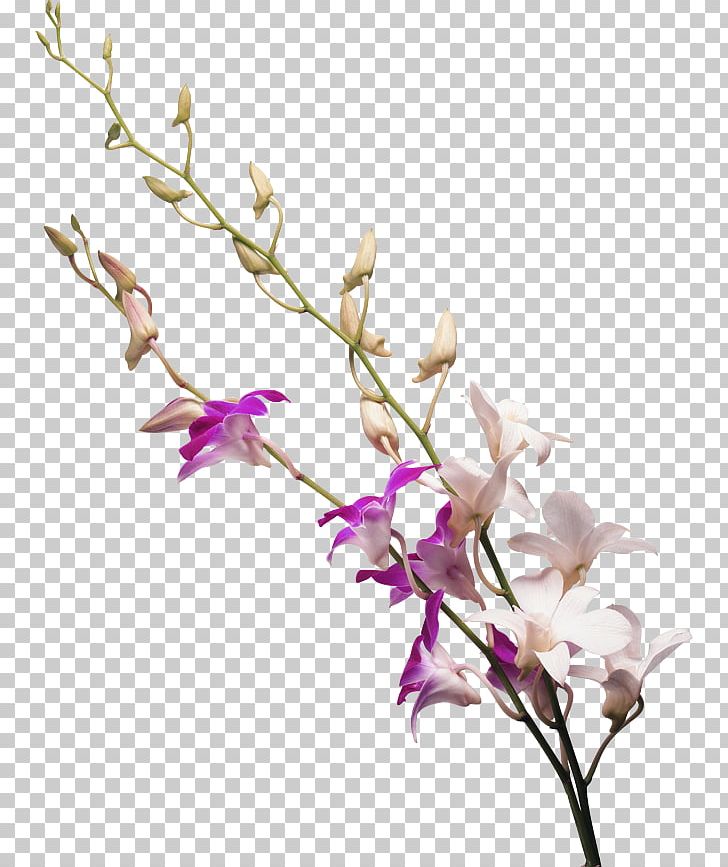 Drawing Orchids PNG, Clipart, Bouquet, Branch, Cactus, Crop, Cut Flowers Free PNG Download