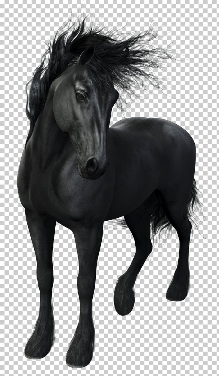 Friesian Horse Stallion Arabian Horse Mustang Mare PNG, Clipart, Animal, Arabian Horse, Black, Black And White, Bridle Free PNG Download