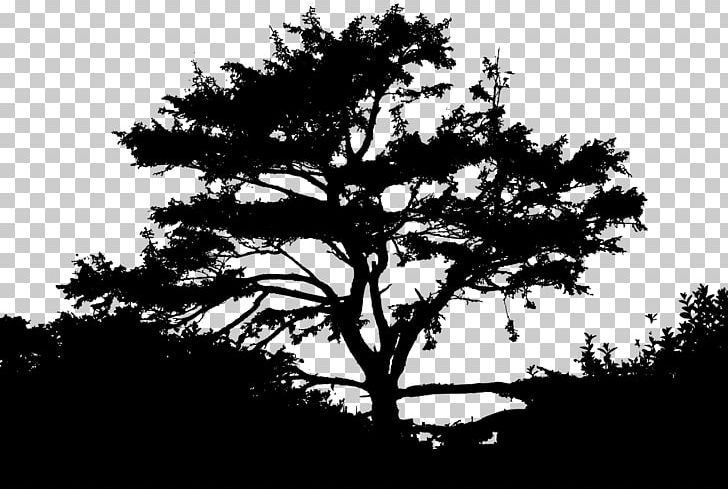 Silhouette Nature Landscape Sunset PNG, Clipart, Animals, Black And White, Branch, Conifer, Landscape Free PNG Download
