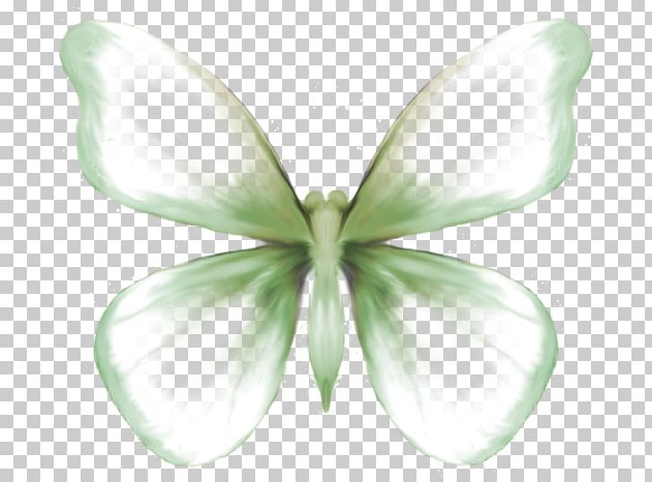 Butterfly Moth Symmetry Petal PNG, Clipart, Butterfly, Diplom, Flower, Insect, Insects Free PNG Download