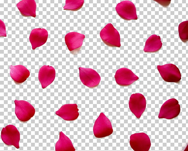 Love Quotation Valentines Day Romance Happiness PNG, Clipart, Dia Dos Namorados, Flower, Flowers, Heart, Hug Free PNG Download
