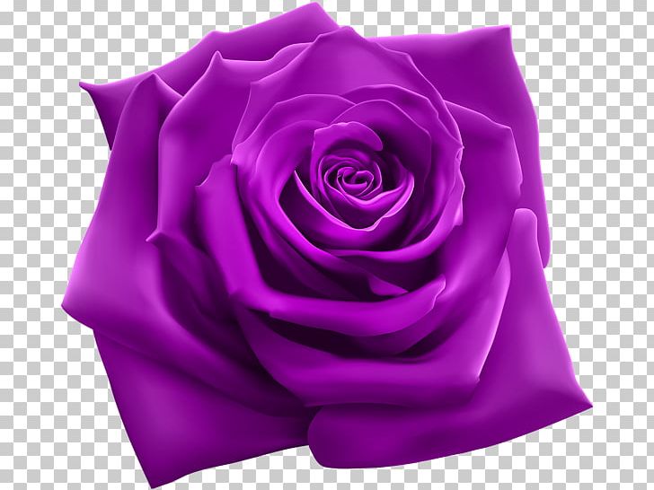 Rose Purple PNG, Clipart, Blue, Blue Rose, Carnival, Clip Art, Color Free PNG Download