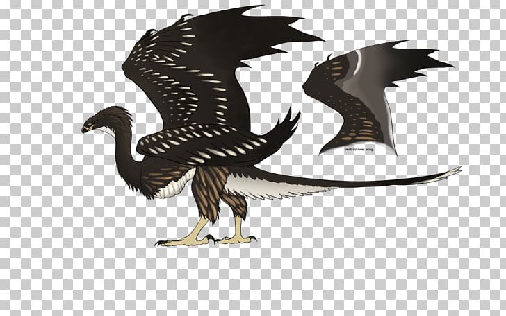 Bald Eagle Beak Dragon PNG, Clipart, Bald Eagle, Beak, Bird, Bird Of Prey, Clanga Free PNG Download