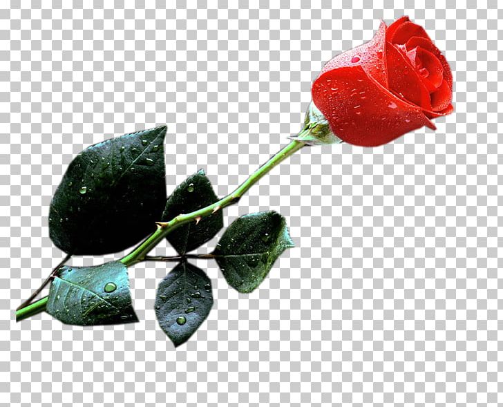 YouTube Film PNG, Clipart, Bud, Cut Flowers, Desktop Wallpaper, Film, Flower Free PNG Download