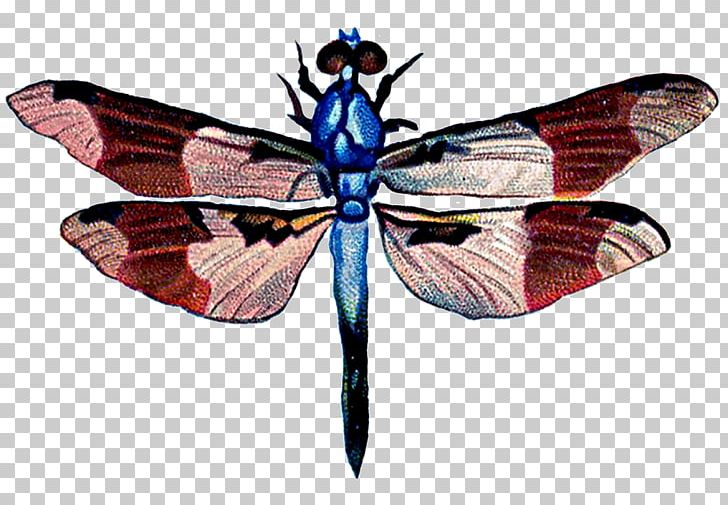 Art Dragonfly PNG, Clipart, Animal, Art, Arthropod, Brush Footed Butterfly, Butterfly Free PNG Download