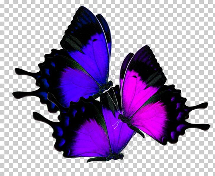 Butterfly Nymphalidae Software PNG, Clipart, Blue, Brush Footed Butterfly, Color, Color Pencil, Color Powder Free PNG Download