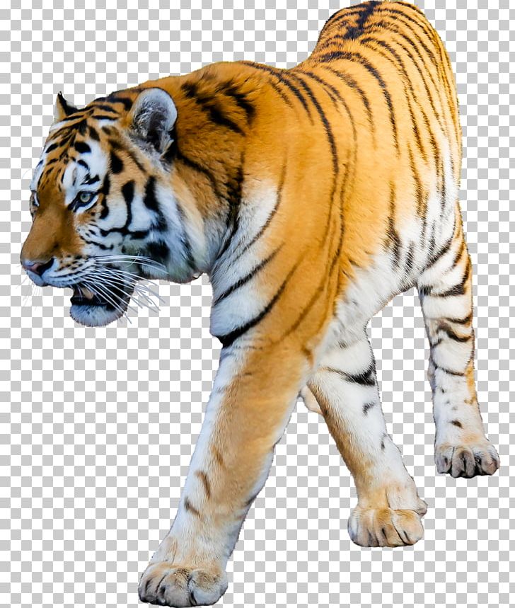 Cat Lion Siberian Tiger Bengal Tiger PNG, Clipart, Animal, Animal Figure, Animals, Bengal Tiger, Big Cat Free PNG Download