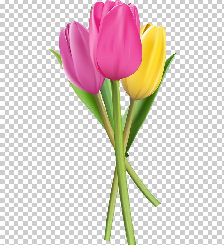 Flower Tulip PNG, Clipart, Computer Wallpaper, Cut Flowers, Download, Euclidean Vector, Flower Free PNG Download