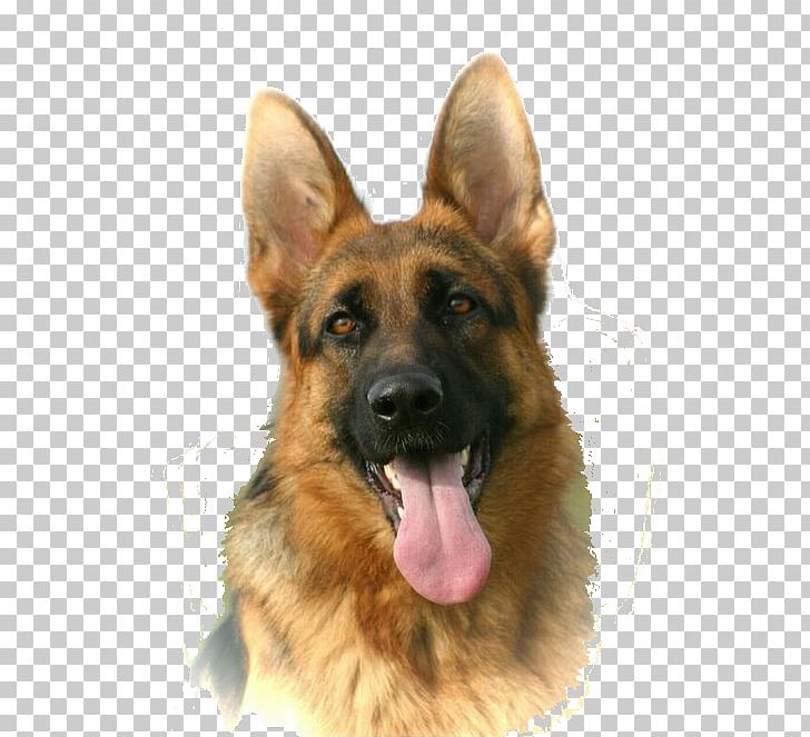 Old German Shepherd Dog King Shepherd East-European Shepherd Dog Breed PNG, Clipart, Animals, Border Collie, Carnivoran, Dog Breed, Dog Breed Group Free PNG Download