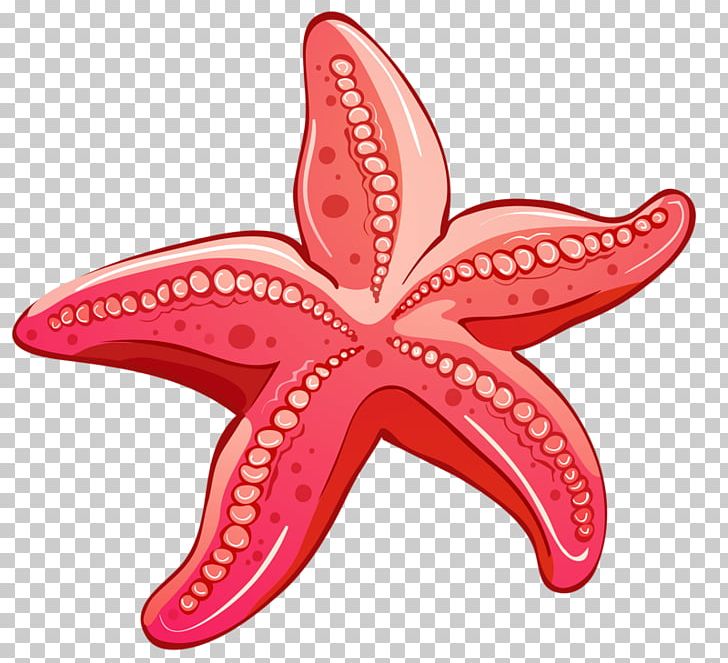 Red PNG, Clipart, Animals, Animation, Cartoon, Download, Echinoderm Free PNG Download