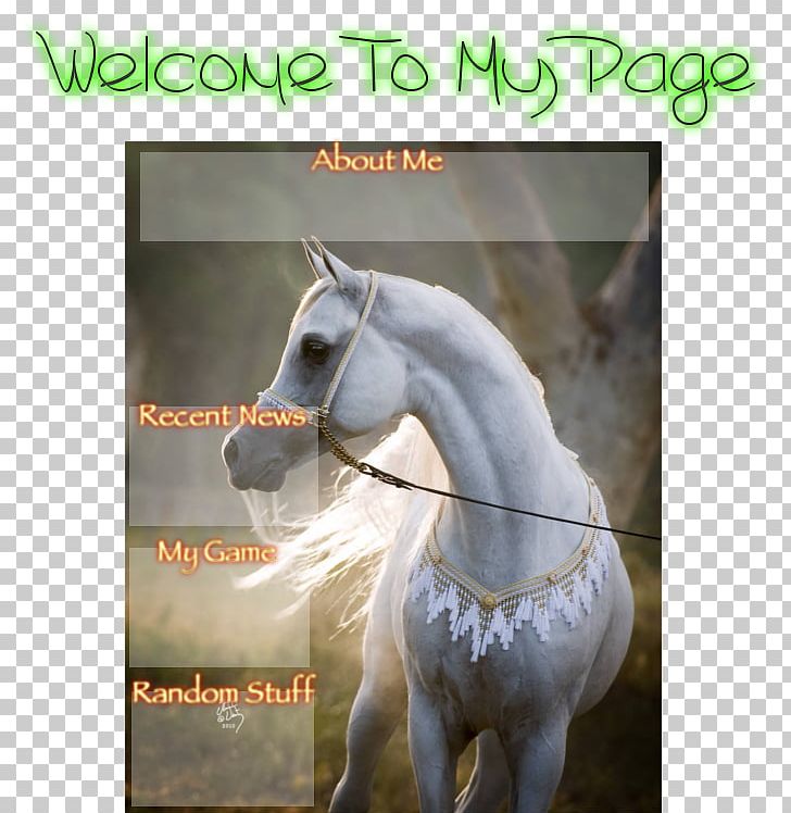 Stallion Arabian Horse Mustang Mare White PNG, Clipart, Arabian Horse, Bridle, English Pleasure, Fauna, Gray Free PNG Download