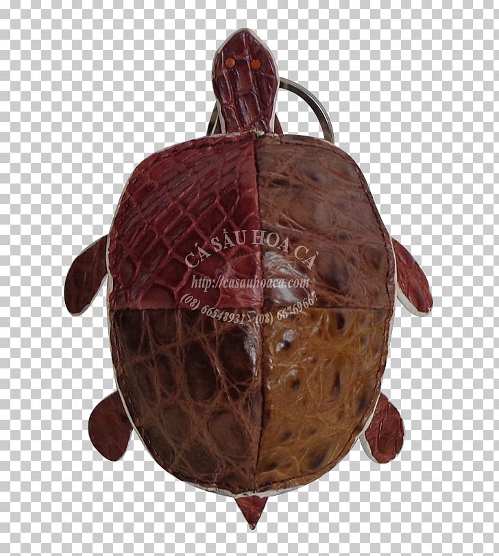 Tortoise Pond Turtles Maroon PNG, Clipart, Emydidae, Maroon, Others, Reptile, Rua Free PNG Download