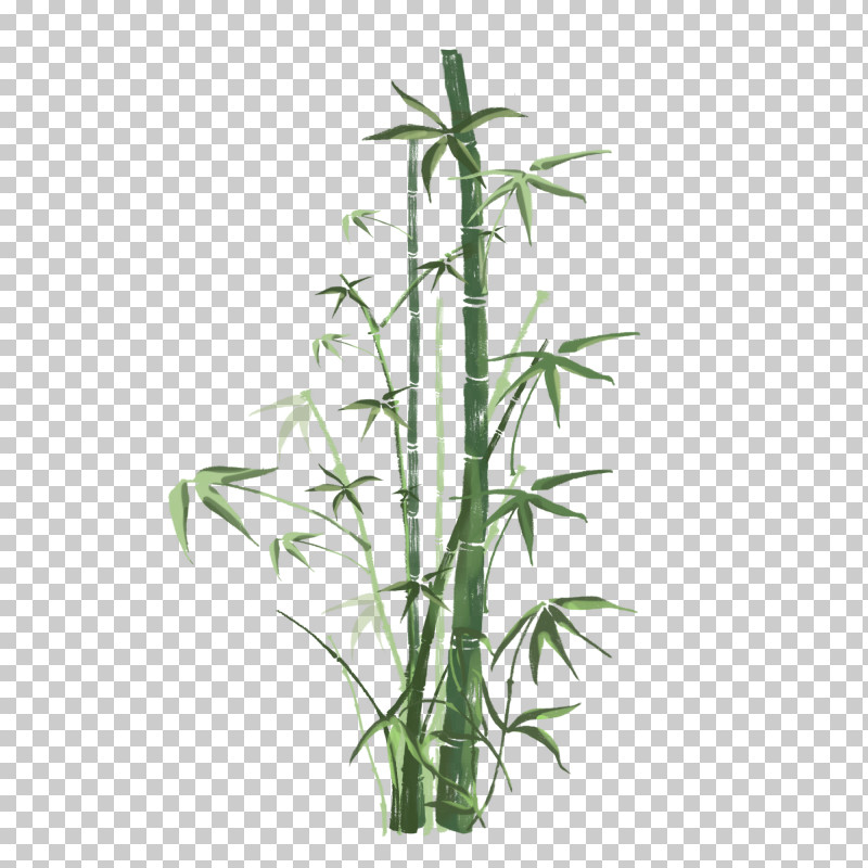 Bamboo Flower Plant Terrestrial Plant Plant Stem PNG, Clipart, Bamboo, Flower, Grass Family, Plant, Plant Stem Free PNG Download