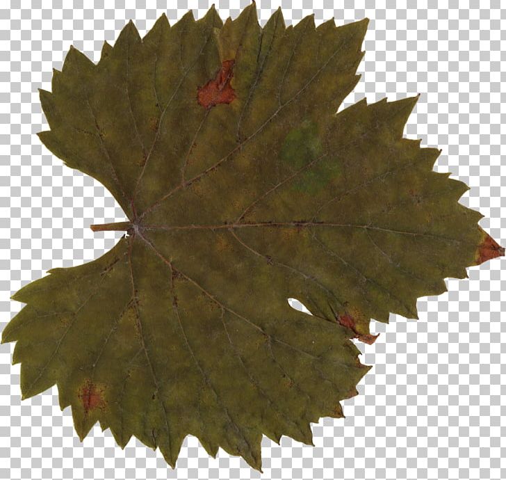 Maple Leaf Grape Leaves PNG, Clipart, Com, Download, Family, Grape Leaves, Grapevine Family Free PNG Download