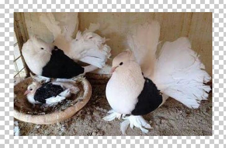Columbidae Domestic Pigeon Ranchi Bird Fancy Pigeon PNG, Clipart, Beak, Bird, Chalet, Cheap, Columbidae Free PNG Download