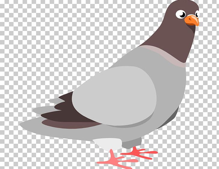 Homing Pigeon Columbidae Rock Dove PNG, Clipart, Beak, Bird, Clay Pigeon Shooting, Columbidae, Fauna Free PNG Download