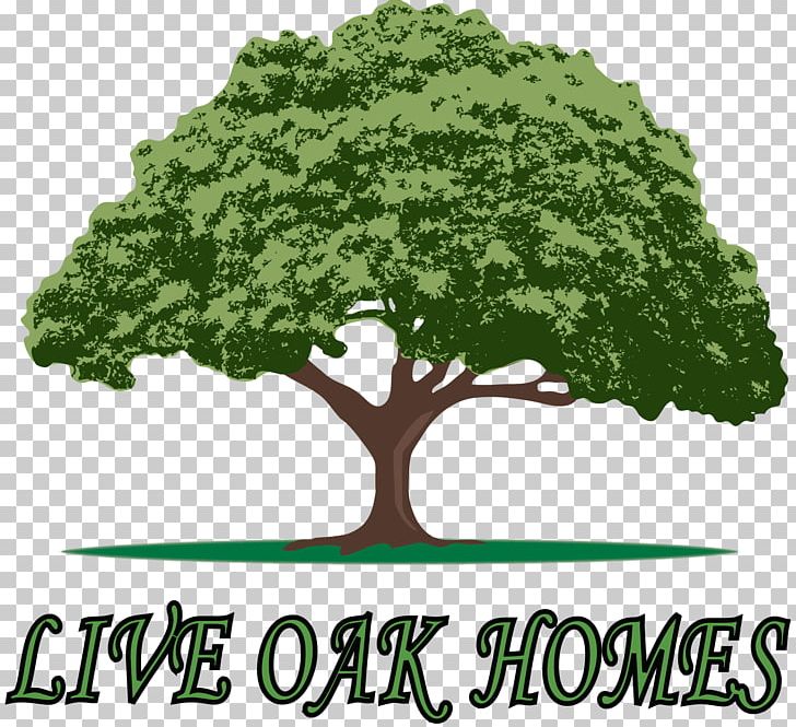Live Oak Homes Live Oak Homes Mobile Home Waycross PNG, Clipart, Building, Crestview, Custom Home, Floor, Floor Plan Free PNG Download