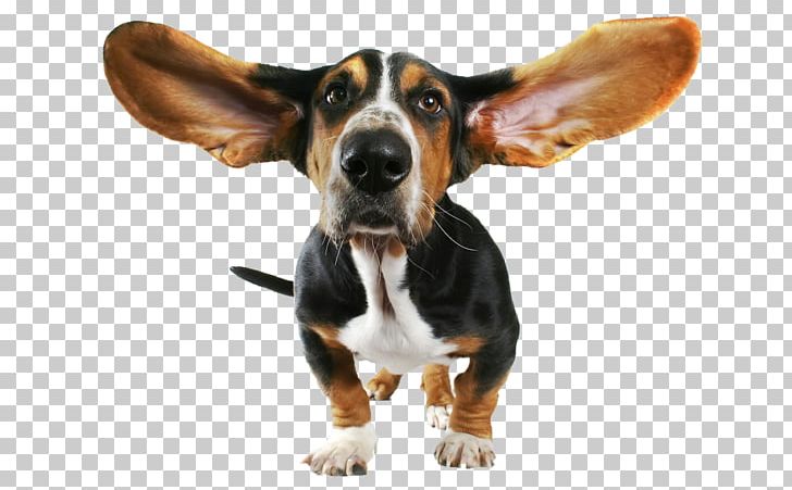Basset Hound Beagle Bloodhound Papillon Dog Chihuahua PNG, Clipart, Animals, Basset Hound, Beagle, Bloodhound, Chihuahua Free PNG Download