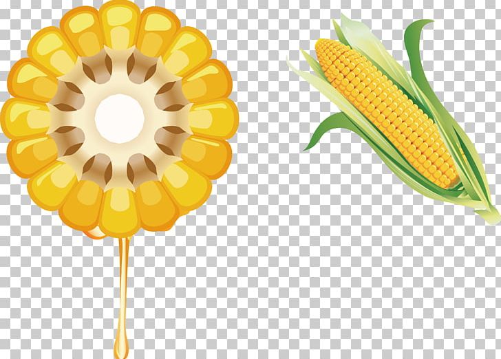 Corn On The Cob Juice Waxy Corn Vegetable PNG, Clipart, Boiling, Cartoon Corn, Commodity, Corn, Corn Cartoon Free PNG Download