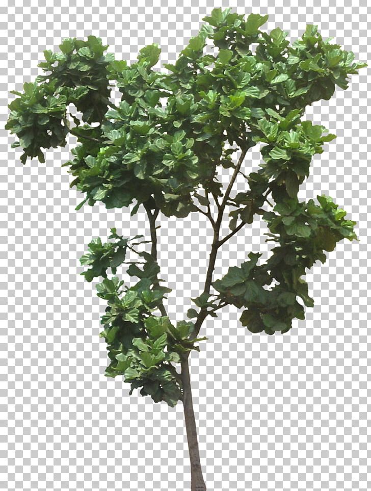 Fiddle-leaf Fig Ficus Microcarpa Weeping Fig Common Fig Plumeria Rubra PNG, Clipart, Branch, Common Fig, Evergreen, Ficus Microcarpa, Fiddle Leaf Fig Free PNG Download