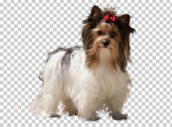 Yorkshire Terrier Australian Silky Terrier Morkie Havanese Dog Puppy PNG, Clipart, Animals, Australian Silky Terrier, Biewer Terrier, Breed, Carnivoran Free PNG Download