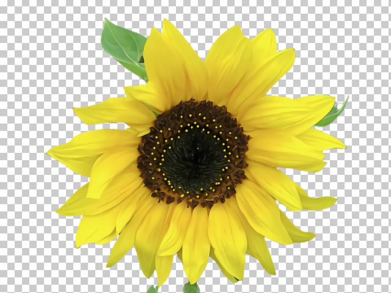 Sunflower PNG, Clipart, Daisy Family, Flower, Petal, Plant, Pollen Free PNG Download