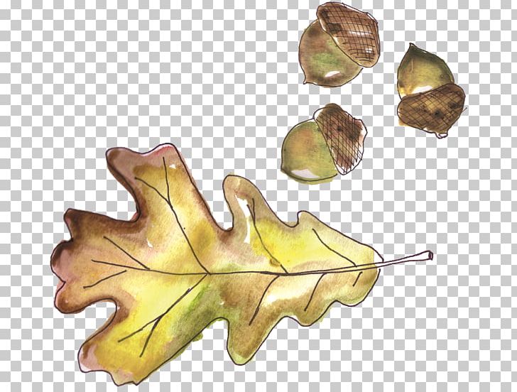 Acorn Oak Leaf Knitting PNG, Clipart, Acorn, Capitalization, Game, Grand Theft Auto, Grand Theft Auto V Free PNG Download