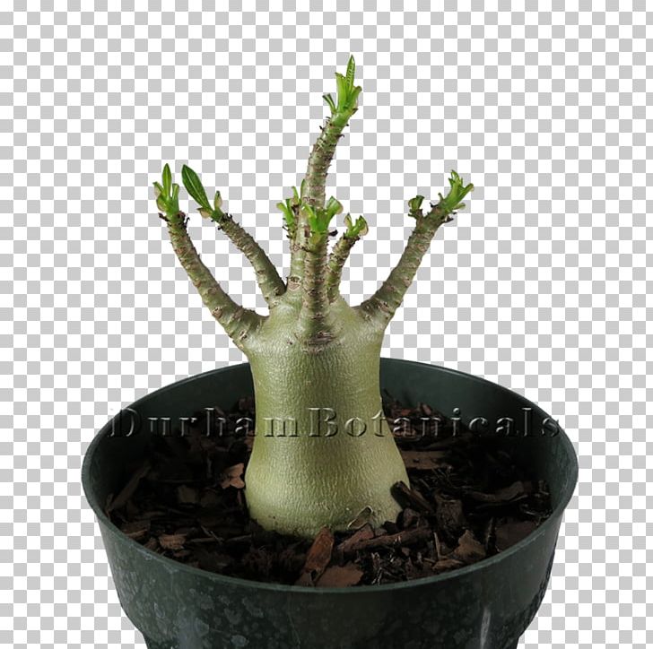 Adenium Arabicum Adenium Obesum Bonsai Houseplant Flowerpot PNG, Clipart, Adenium, Adenium Arabicum, Adenium Obesum, Bonsai, Botanical Free PNG Download