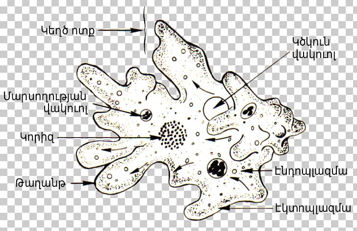 Amoeba Proteus Diagram Cell Protist PNG, Clipart, Algae, Amoeba, Amoeba Proteus, Area, Biology Free PNG Download
