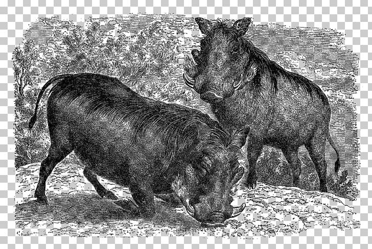 Common Warthog Pig Cattle Fauna Mammal PNG, Clipart, Animal, Animals, Black And White, Cattle, Cattle Like Mammal Free PNG Download