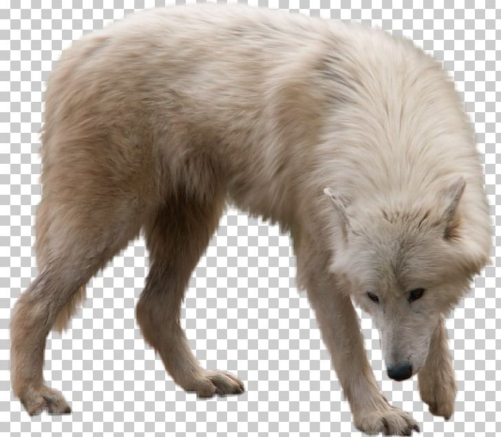 Gray Wolf Portable Network Graphics Information PNG, Clipart, Animal, Animaux, Arctic Fox, Canidae, Canis Lupus Tundrarum Free PNG Download