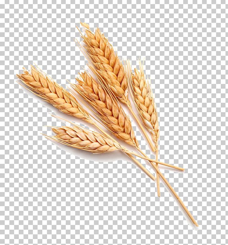 Wheat Stock Photography Food Bread PNG, Clipart, Avena, Bran, Bread, Cereal, Cereal Germ Free PNG Download