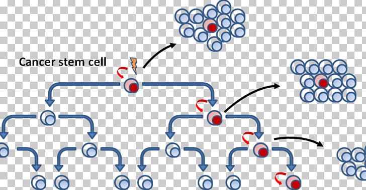 Cancer Stem Cell Cancer Cell PNG, Clipart, Angle, Area, Breast Cancer, Cancer, Cancer Cell Free PNG Download