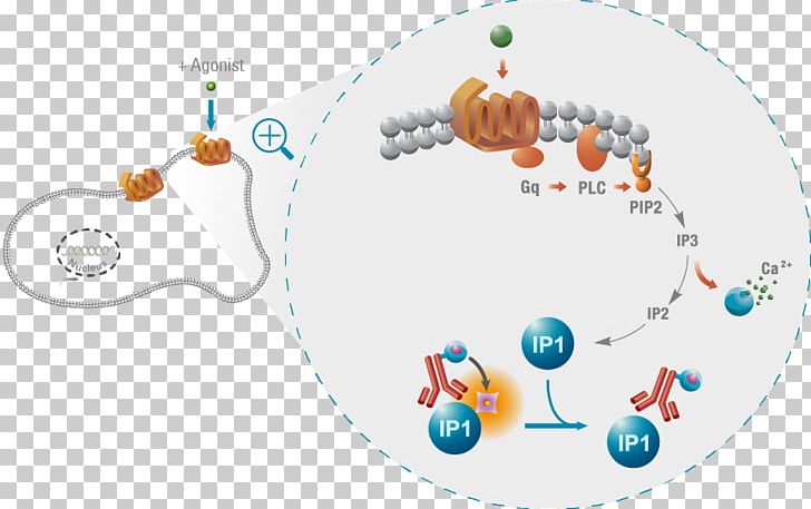 G Protein–coupled Receptor PNG, Clipart, Art, Circle, G Protein, Organism, Protein Free PNG Download