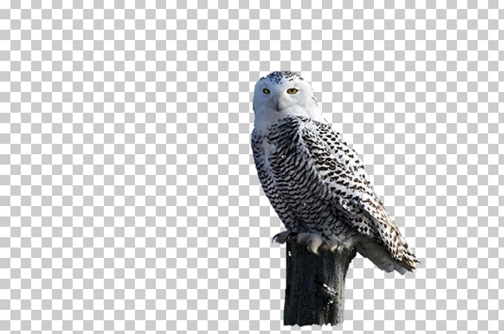 Owl Hawk Fauna Eagle Beak PNG, Clipart, Animals, Beak, Bird, Bird Of Prey, Eagle Free PNG Download