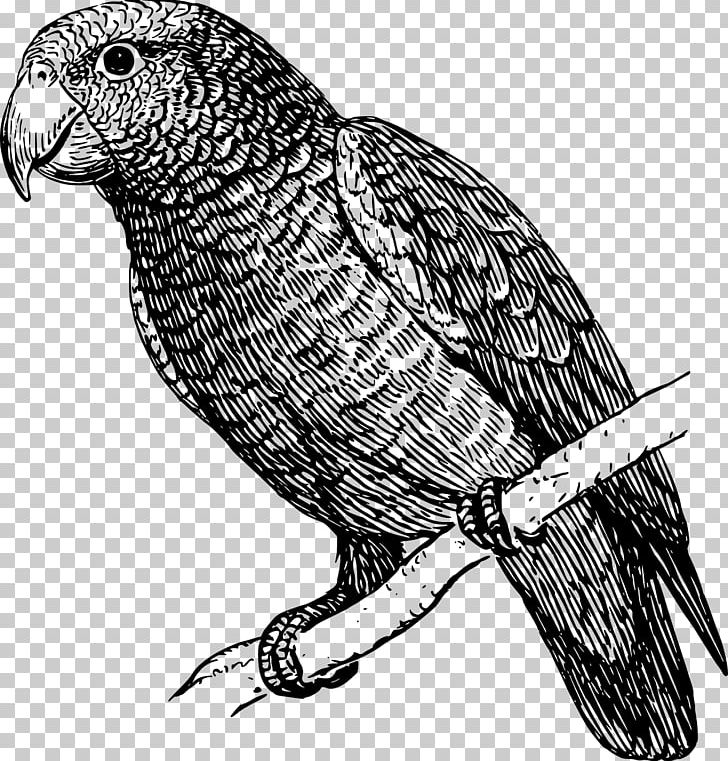 Parrot Budgerigar Drawing PNG, Clipart, Animals, Beak, Bird, Bird Of Prey, Black And White Free PNG Download