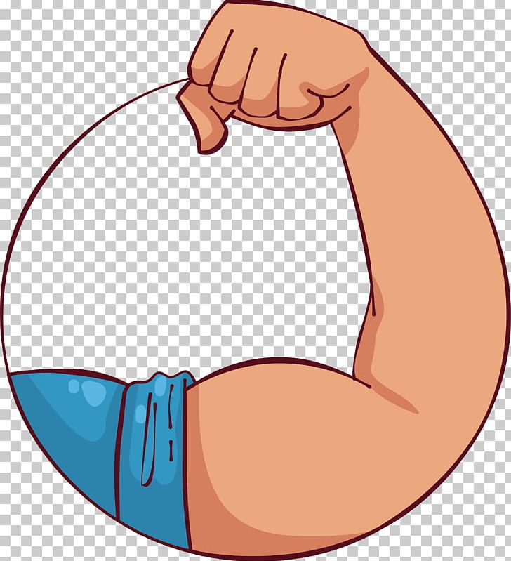 Biceps Muscle Portable Network Graphics Arm PNG, Clipart, Abdomen, Area, Arm, Biceps, Bodybuilding Free PNG Download