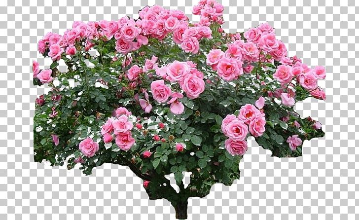 Garden Roses Flower Garden Rose Garden Plant PNG, Clipart, Annual Plant, Azalea, Busy Lizzie, China Rose, Container Garden Free PNG Download