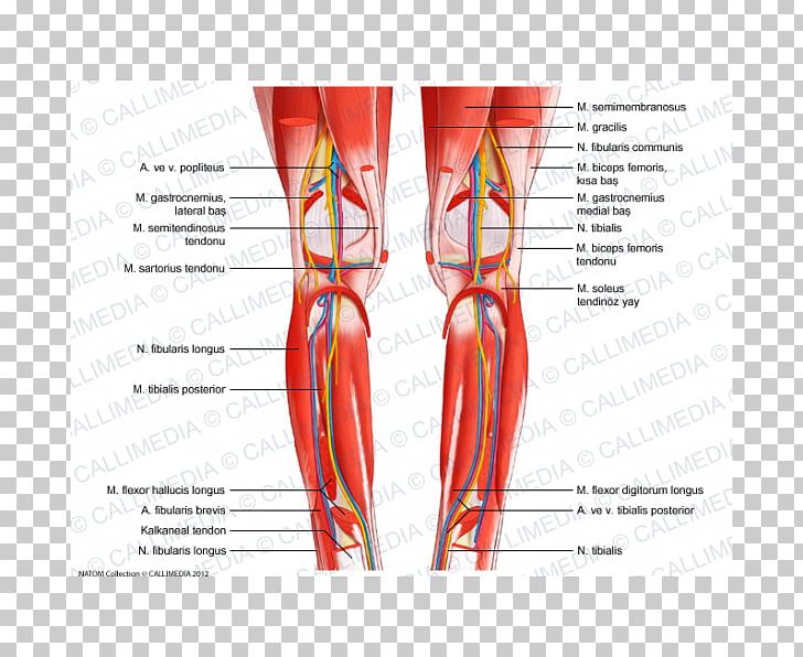 Knee Human Leg Blood Vessel Muscle Human Body PNG, Clipart, Abdomen, Blood, Blood Vessel, Foot, Hip Free PNG Download