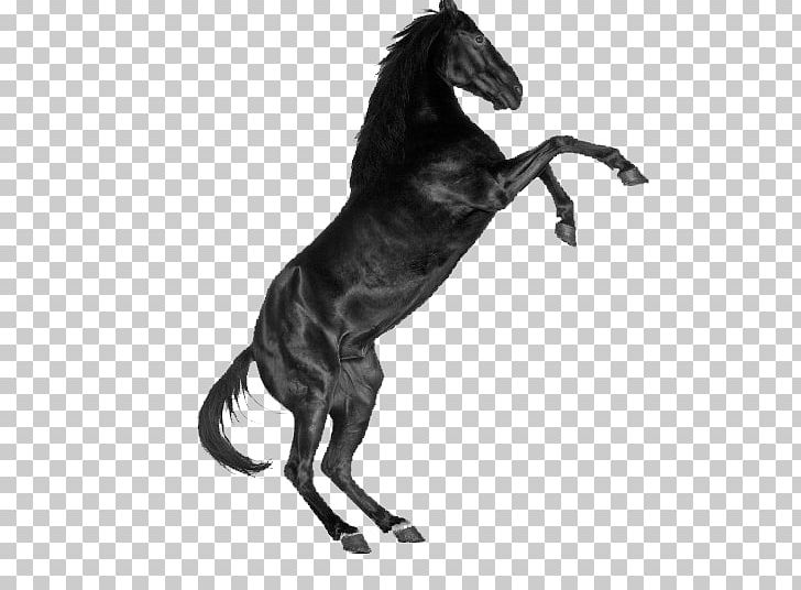 Unicorn PNG, Clipart, Animal, Animals, Black, Black And White, Cycling Free PNG Download
