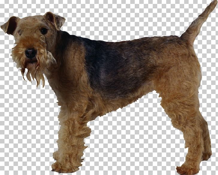 Welsh Terrier Lakeland Terrier Airedale Terrier Irish Terrier Miniature Schnauzer PNG, Clipart, Airedale Terrier, Bull Terrier, Carnivoran, Companion Dog, Dog Breed Free PNG Download