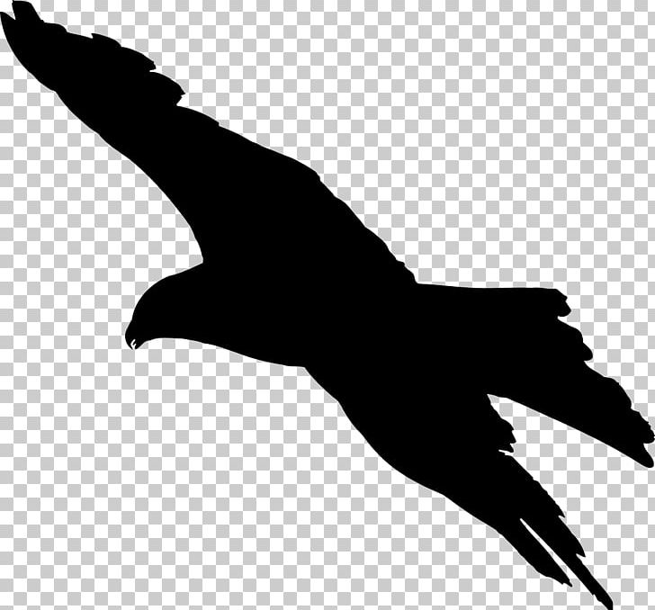 Bald Eagle Bird Silhouette PNG, Clipart, Animals, Bald Eagle, Beak, Bird, Bird Flight Free PNG Download