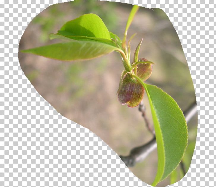 Leaf Plant Stem Insect Jetty Neanderthal PNG, Clipart, 2 August, Branch, Bud, Catalpa, Child Free PNG Download