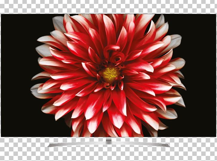 LG OLED B7D Ultra-high-definition Television LG Electronics PNG, Clipart, 4k Resolution, Chrysanths, Dahlia, Daisy Family, Digital Video Broadcasting Free PNG Download