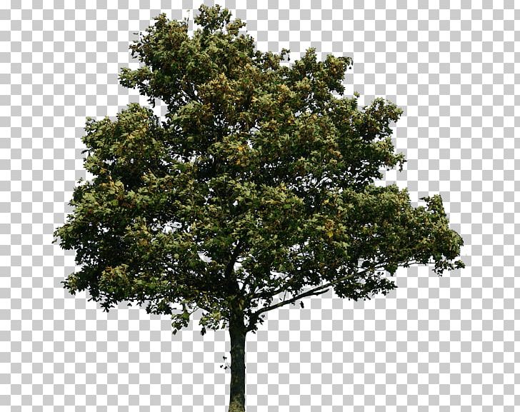Tree Computer Icons PNG, Clipart, Agac, Branch, Computer Icons, Desktop Wallpaper, Display Resolution Free PNG Download